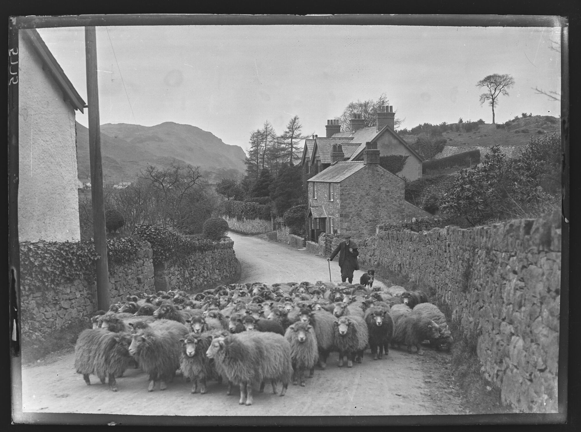 A Flock Of Sheep Being Driven Through Eskdale Green